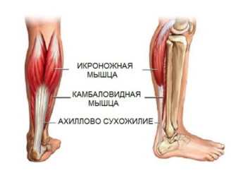 Сухожилия на ноге где находятся фото