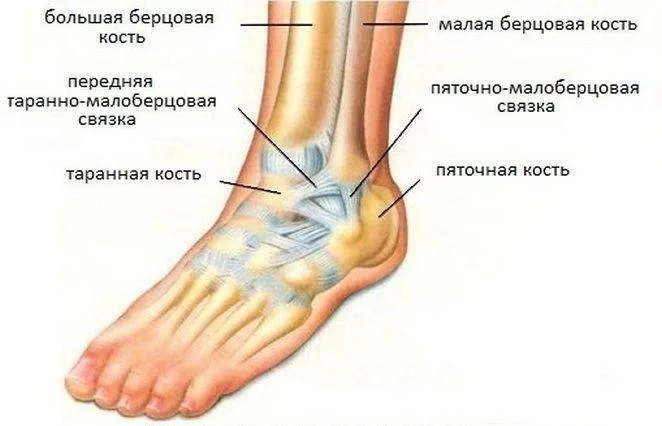 Болезни голеностопа человека в картинках
