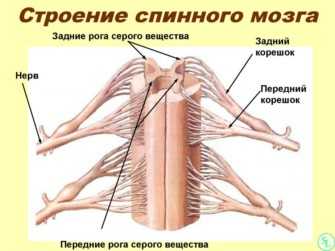 Презентация по спинномозговым нервам