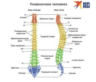 Форма позвоночника