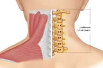 Схема позвонков шеи