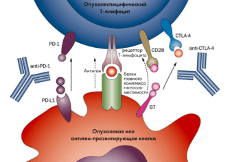 Раковые антитела. Иммунотерапия PD-1. Рецепторы pd1 и PD-l1. Pd1 ctla4. Блокатор pd1.